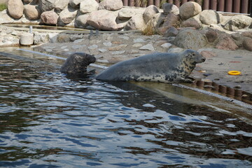 There are seals in the water. Baltic Sea, Hel Spit