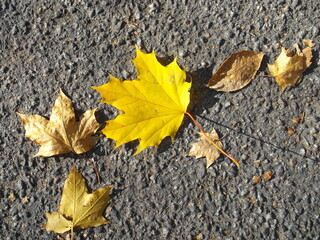 Yellow and beige maple leaves on gray asphalt