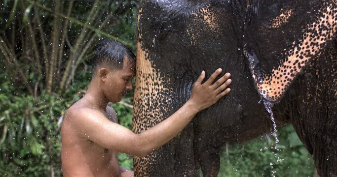 Super slow motion close up of young man taking care of wild rescued indian elephant under falling rain water drops on it's natural habitat tropical rainforest nature background during raining season.