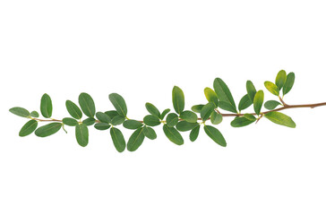 Nepalese firethorn isolated on white background, Pyracantha crenulata