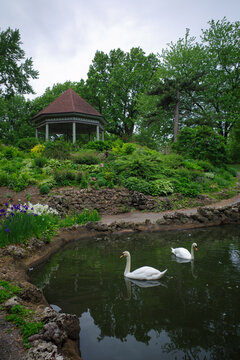 Swans In The Park