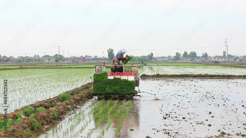 Wall mural farmers use rice transplanters for rice transplanting