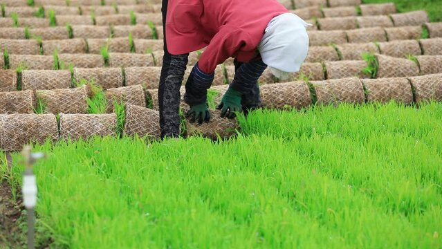 Farmers organize rice seedlings, prepare for transplanting, North China