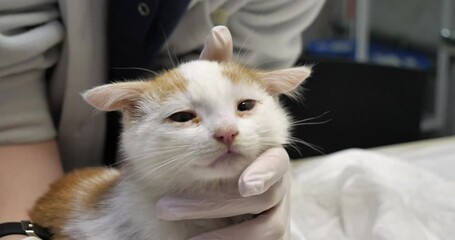 An assistant carefully holds a stray sick kitten while a doctor examines it. A small sick kitten was found on the street and brought to the veterinarian for treatment. Rescue a homeless kitten.