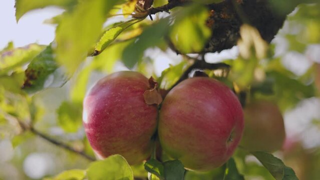 A branch with apples close-up illuminated by the setting sun