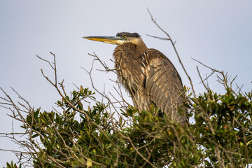 great blue heron
