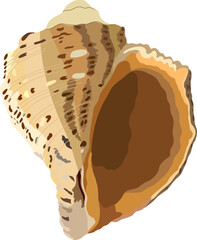 Seashell, color drawing, realistic. Vector illustration photorealism.