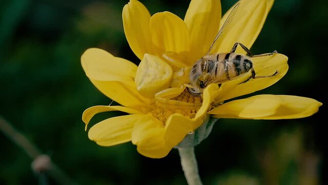 Crab Spider and Bee on Yellow Daisy