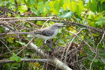A Northern mockingbird bird perched on a tree branch