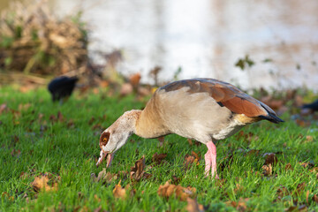 An adult male Egyptian goose (Alopochen aegyptiaca) eating grass in a meadow near a lake