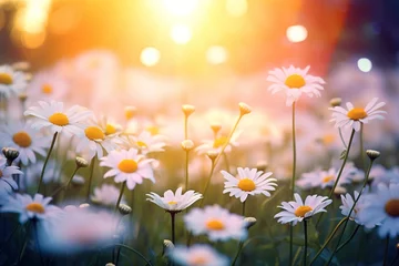 Rolgordijnen beauty of a summer field adorned with daisies © Francesco