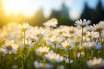 Zelfklevend Fotobehang beauty of a summer field adorned with daisies © Francesco