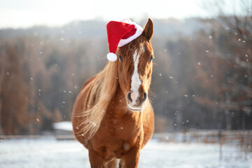 Arabian horse in a santa hat