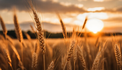 A golden wheat field sways in the breeze under a setting sun, its ripe stalks glowing healthily against the sky, signifying a bountiful harvest