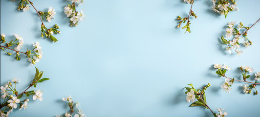 Cherry blossoming branches on blue background. Spring concept. Space for text