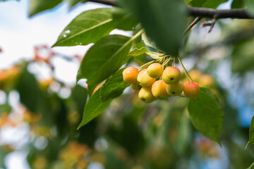 Many small red apples on the branches apple tree, sunny day,