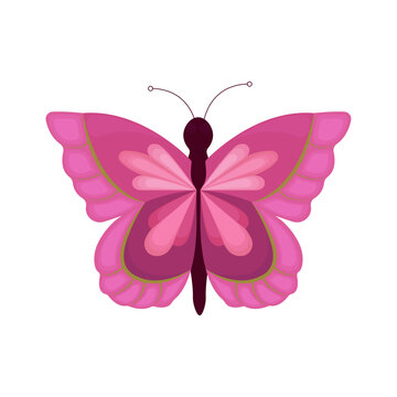 Pink butterfly isolated on white background. Vector illustration