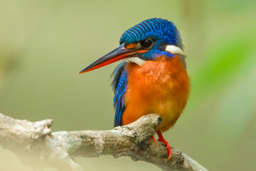 Blue-eared Kingfisher