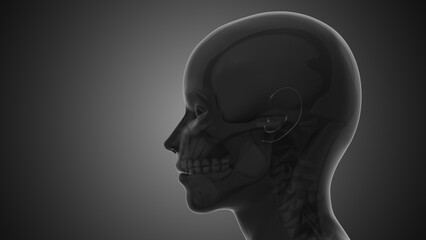 Trigger points and myofascial pain in the TMJ