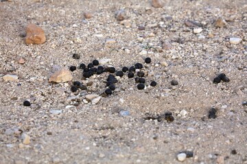 Goat poop on the ground