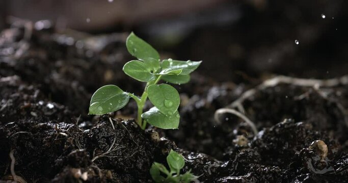 Super slow motion macro of splashing water drops are falling on young sprout of plant on plantation field ground with sunshine.