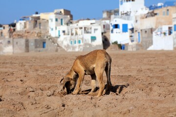 Stray dog scavenging for food in Morocco