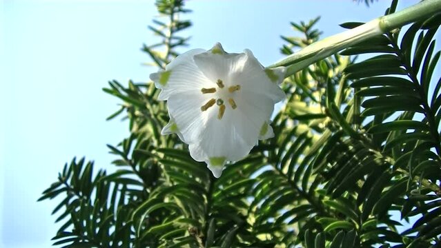 White flower Leucojum vernum, Spring snowflake moved by wind on windy spring day with sunny sky - timelapse, close-up. Topics: beauty of nature, blooming, springtime, natural environment, season