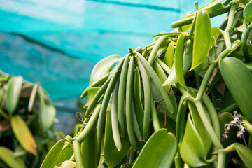 plantation de gousses de vanille sur l'ile de la Réunion