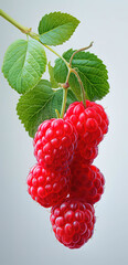 Realistic Illustration of a Bunch of Vibrant Red Raspberries with Green Leaves