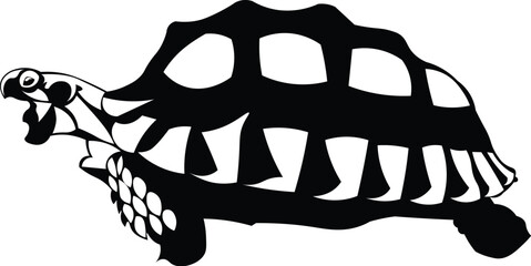 Cartoon Black and White Isolated Illustration Vector Of A Tortoise Walking with Mouth Open