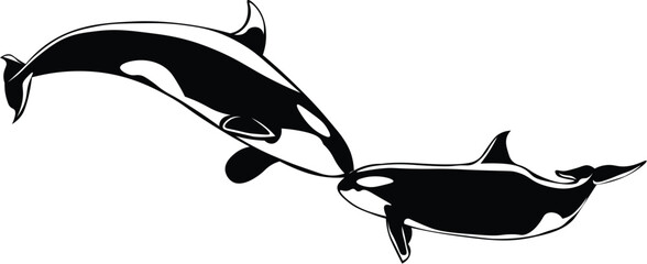 Cartoon Black and White Isolated Illustration Vector Of 2 Orca Killer Whales Kissing © Matt