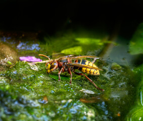 Macro of a hornet drinking water