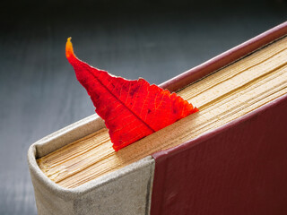 Memories concept. Autumn leaf as bookmark for a book.