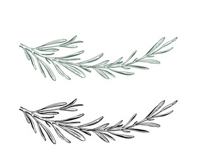 Rosemary vector illustration. Hand drawn isolated spring of rosemary with leaves on stem.  