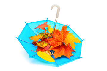 Miniature Blue Umbrella Full of Vibrant Leaves