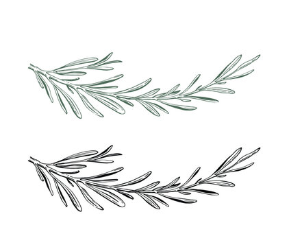 Rosemary vector illustration. Hand drawn isolated spring of rosemary with leaves on stem.  