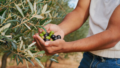 Naklejka na ściany i meble Hands harvesting olives