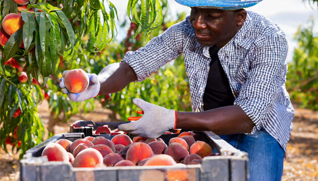 Man harvesting peaches