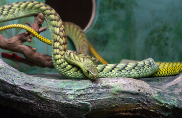 Western Green Mamba snake. (lat. Dendroaspis viridis)
It's a venomous snake. It lives in the humid tropical forests of West Africa. It is active mainly during daylight hours. - 684745752