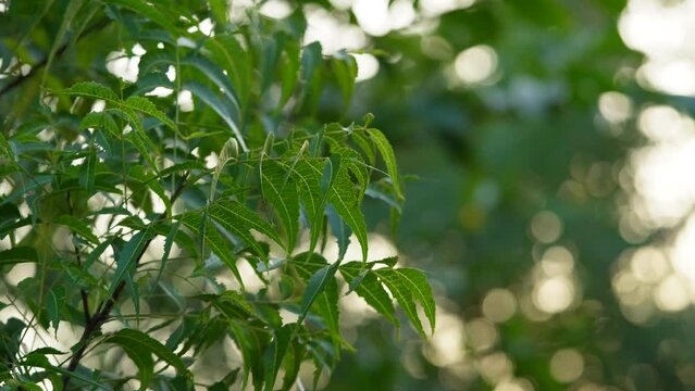 Neem tree leaves ,super close up view , bokeh background
