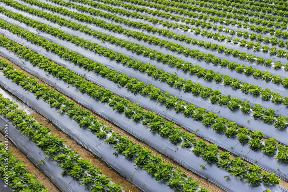 Poster Organic Strawberry field in the farm