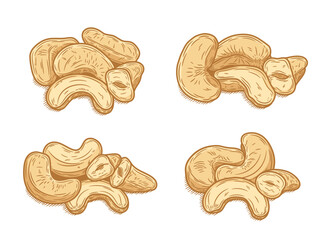 Vector cashew nuts hand-drawn colorful illustrations, cashew nut kernels