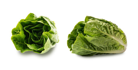 Obraz premium Fresh green Romaine lettuce (Lactuca sativa) isolated on a white background. Fresh green romaine lettuce isolated on white.