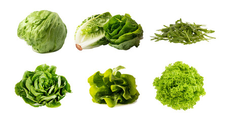 Fototapeta premium A set of various lettuces. Cutout salads on a white background. Iceberg, Romaine, Curly lettuce, arugula isolated on white.