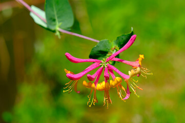 Obraz premium Coral Honeysuckle displays it's pretty colors