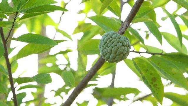 The Sugar-apple, Annona squamosa fruit. fruit tree with leaves