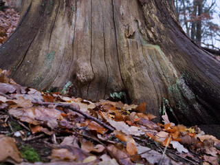Regenwetter im November, Waldstimmung mit Details