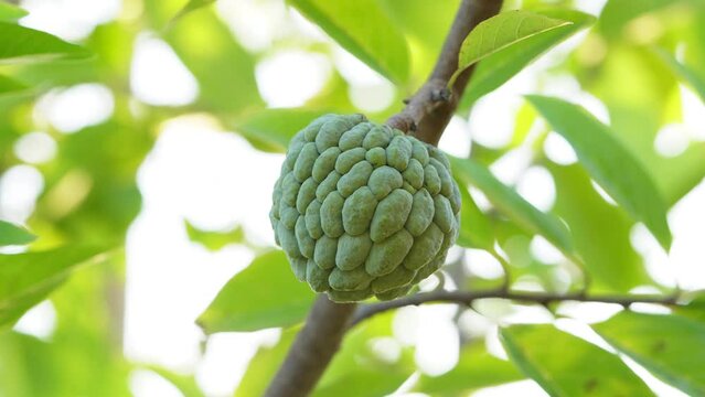 Annona fruit, sugar apple, super close up view sharp footage