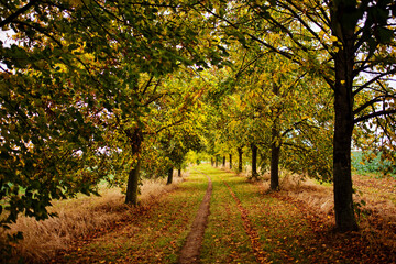 Path surrounded by trees in Autumn
