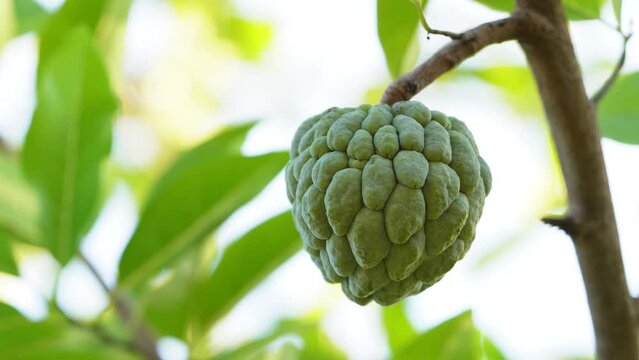 Sugar apple fruit , super close up view